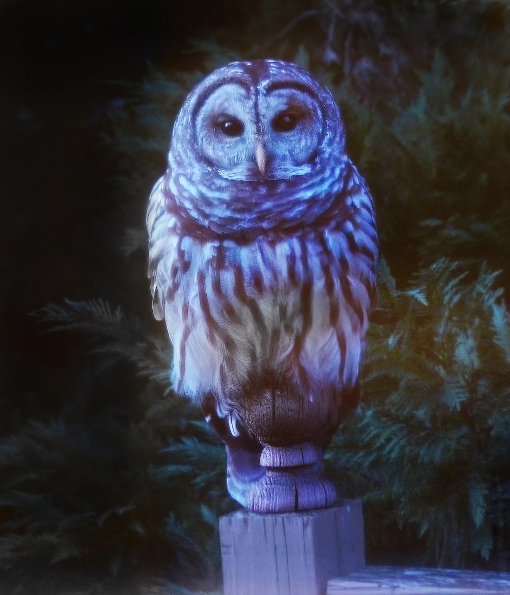 Barred Owl - Sharon Kennedy