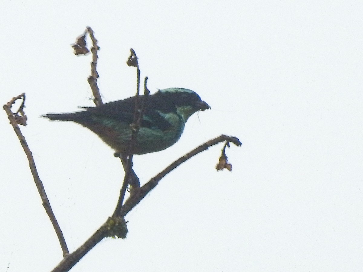 Blue-browed Tanager - ML611679554