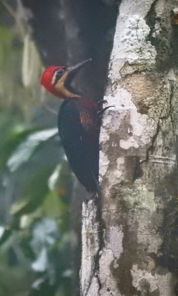 Crimson-bellied Woodpecker - ML611679575
