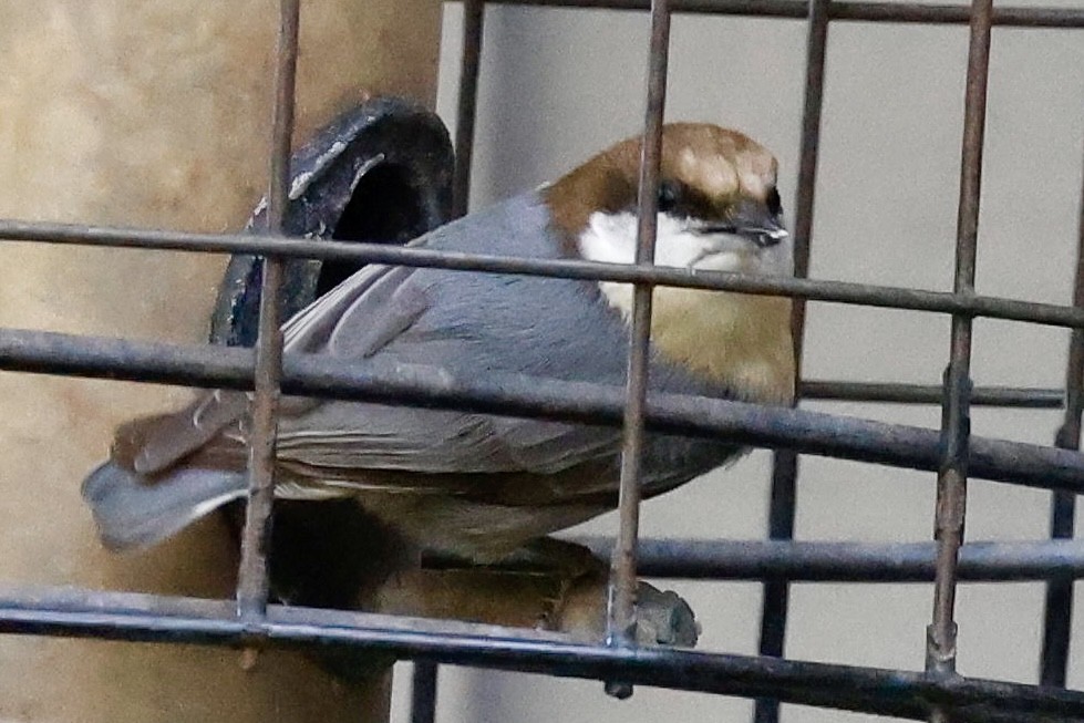 Brown-headed Nuthatch - ML611679688