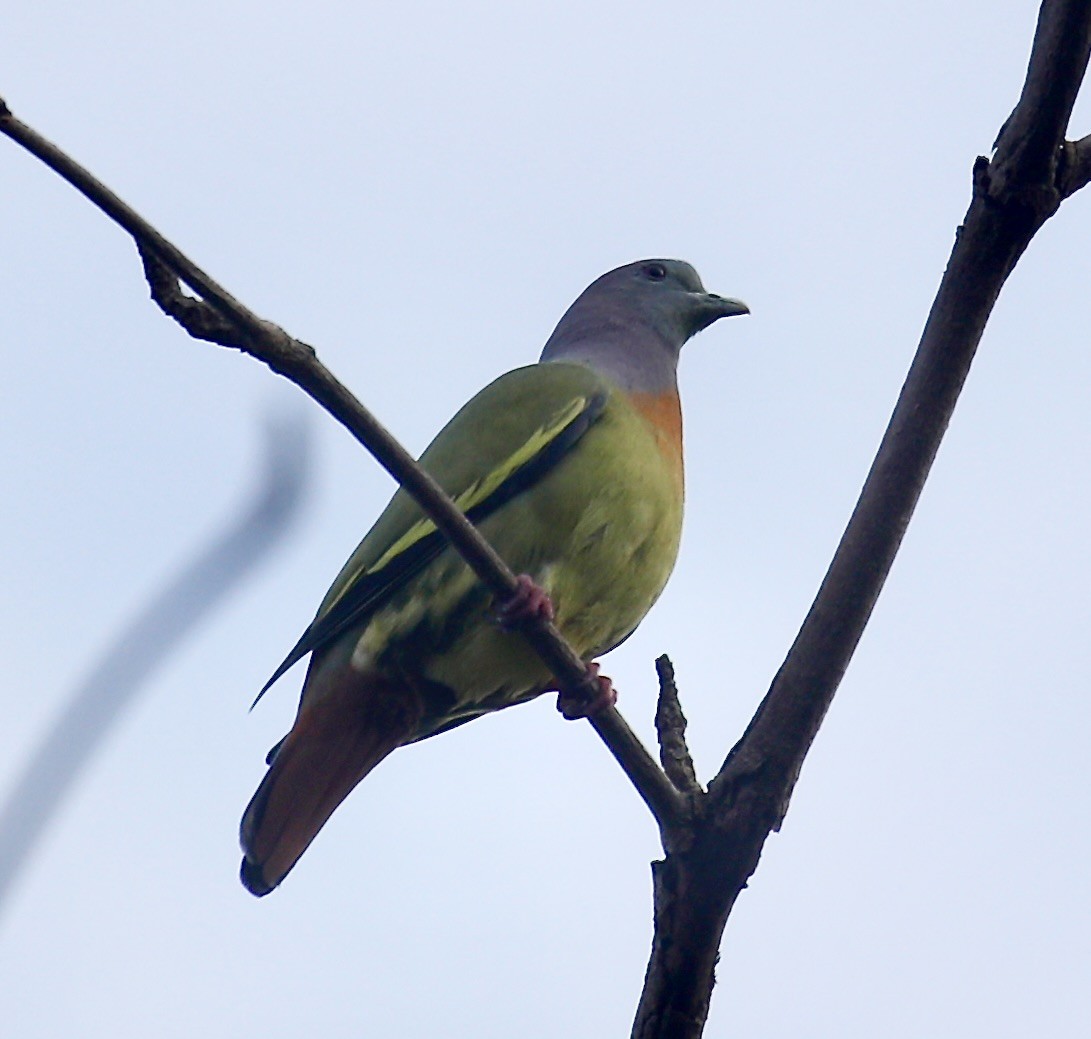Pink-necked Green-Pigeon - ML611679767