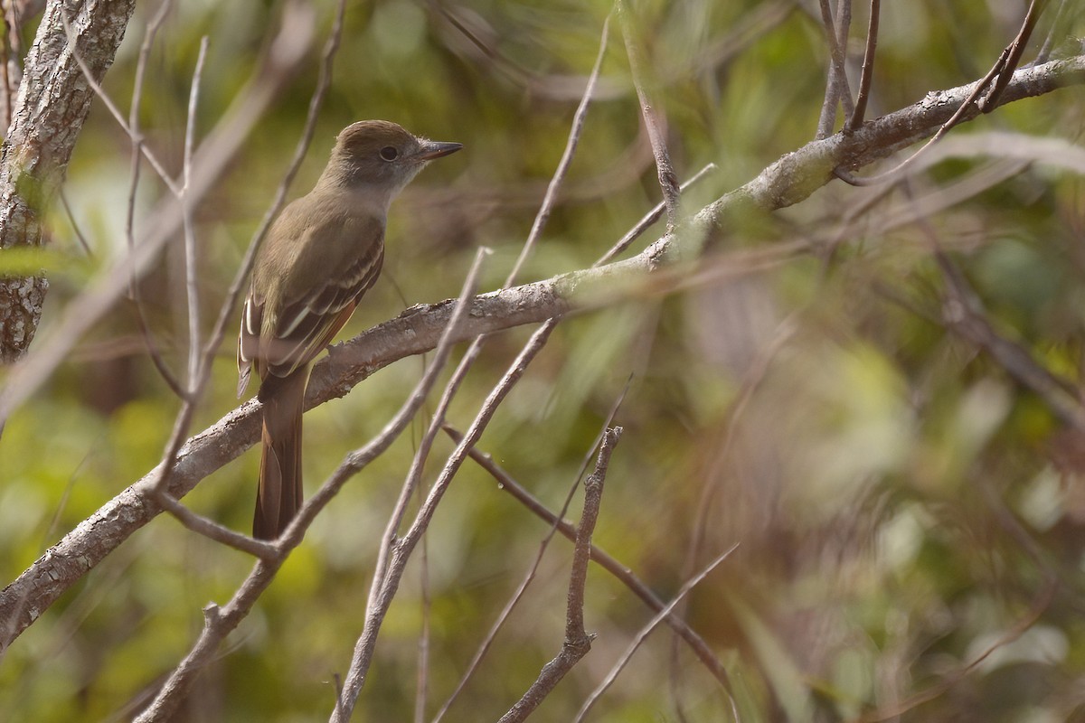 Great Crested Flycatcher - ML611679861