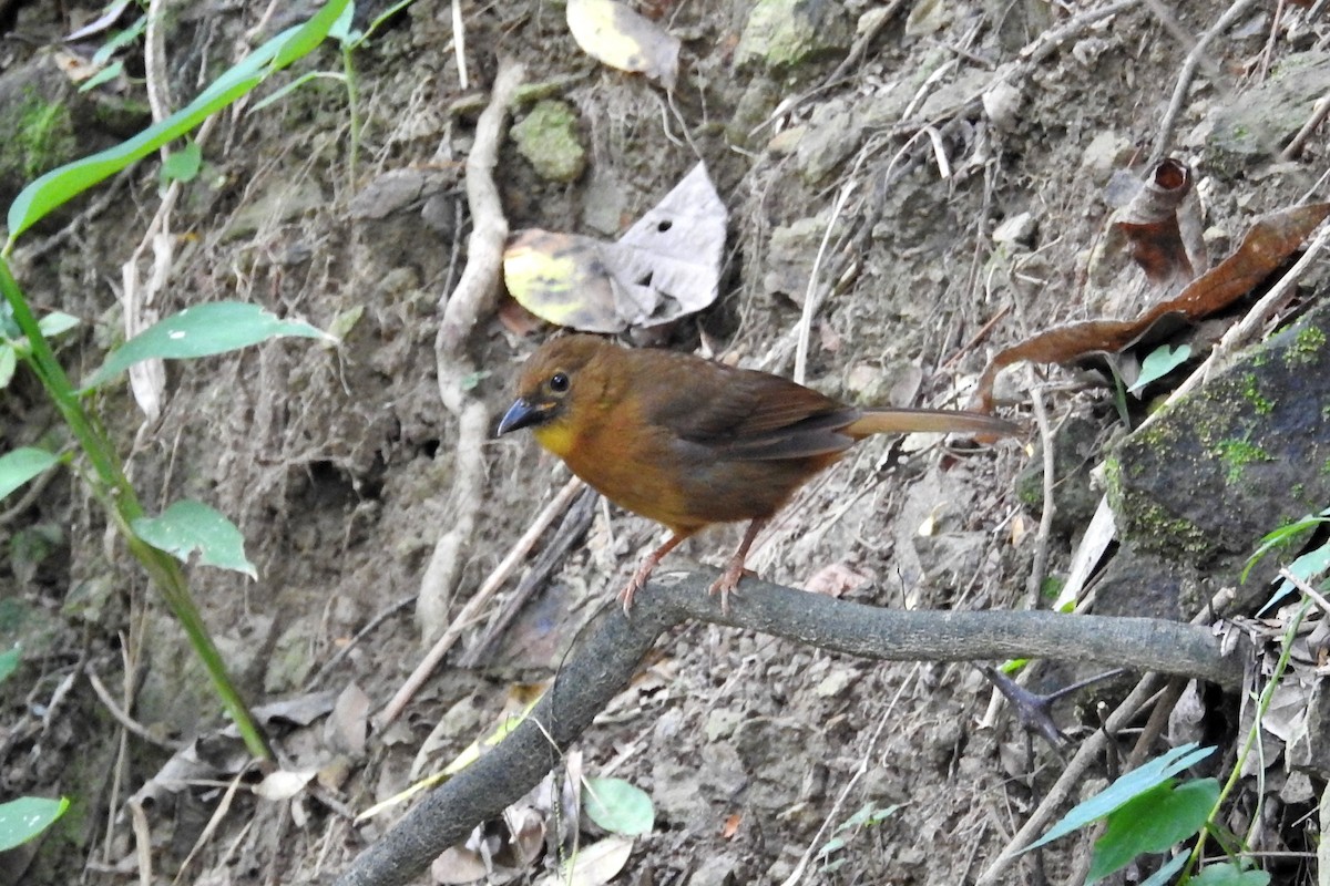 Red-throated Ant-Tanager - Héctor Moncada