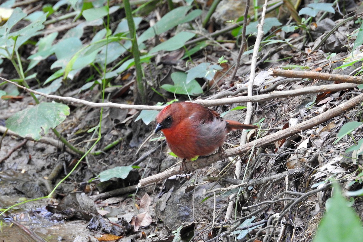 Red-throated Ant-Tanager - Héctor Moncada