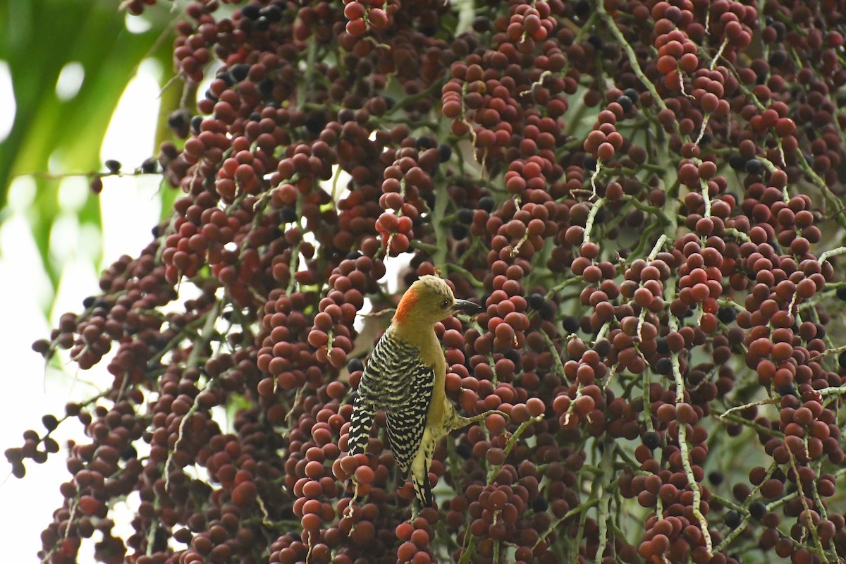 Red-crowned Woodpecker - ML611680138