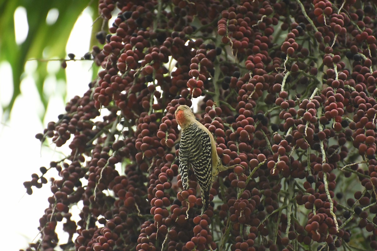 Red-crowned Woodpecker - ML611680140