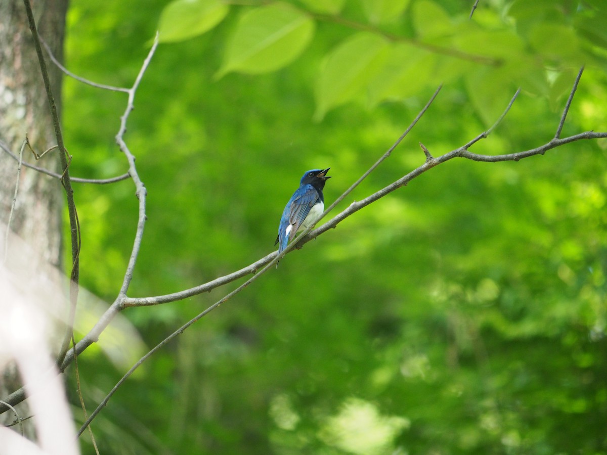 Blue-and-white Flycatcher - ML611680166