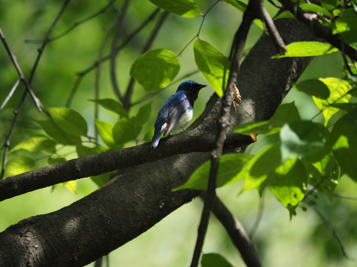 Blue-and-white Flycatcher - ML611680168