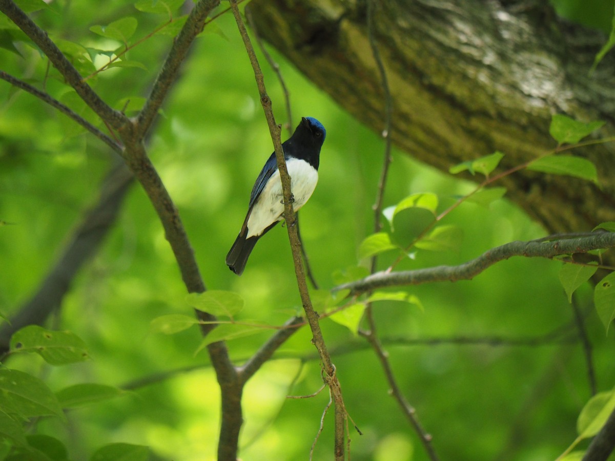 Blue-and-white Flycatcher - ML611680170