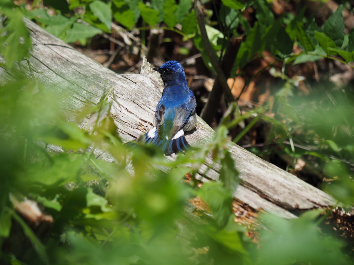 Blue-and-white Flycatcher - ML611680171