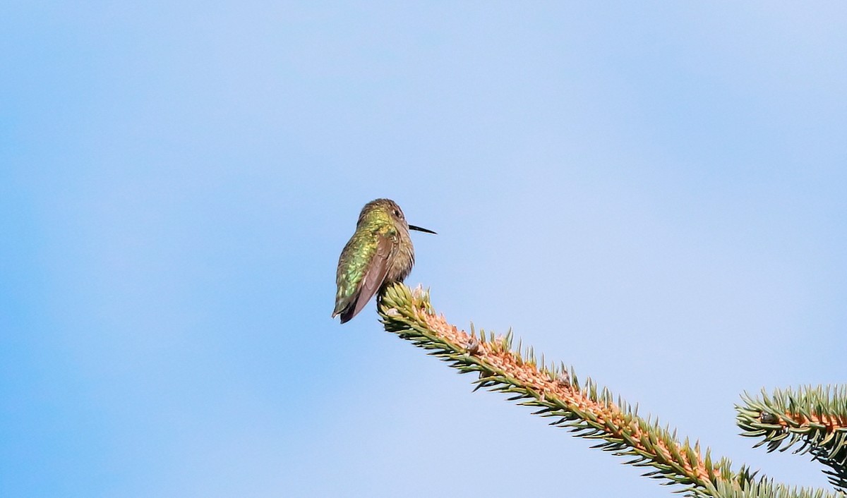 Anna's Hummingbird - ML611680305