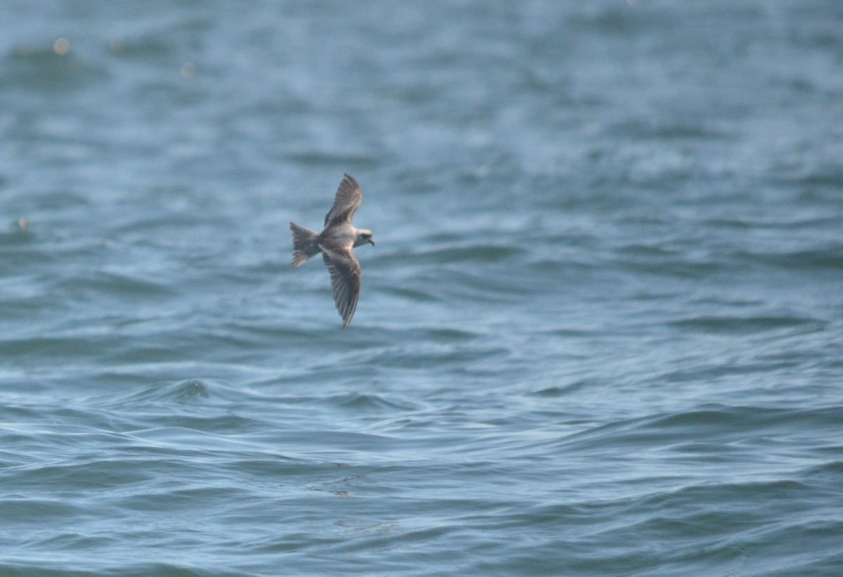 Fork-tailed Storm-Petrel - ML611680322