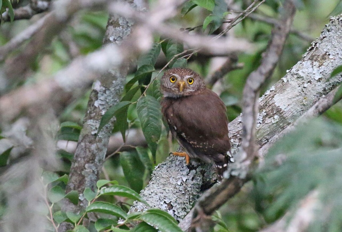 Tamaulipas Pygmy-Owl - ML611680396