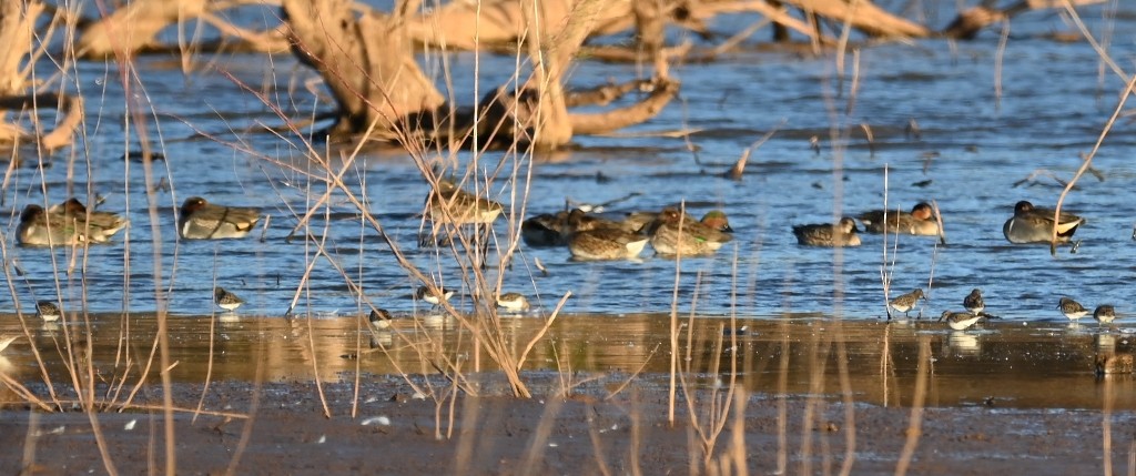Green-winged Teal - ML611680794