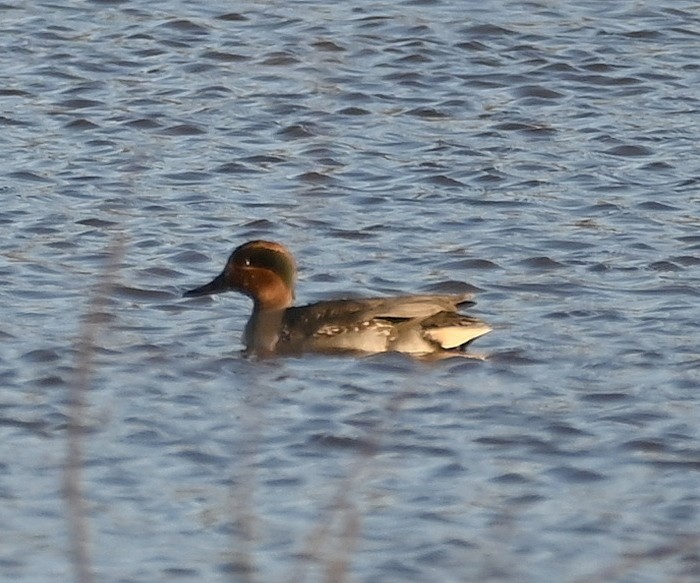 Green-winged Teal - ML611680795