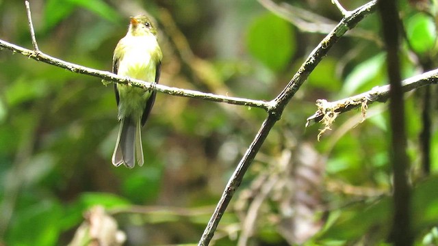 Tufted Flycatcher (South American) - ML611680821