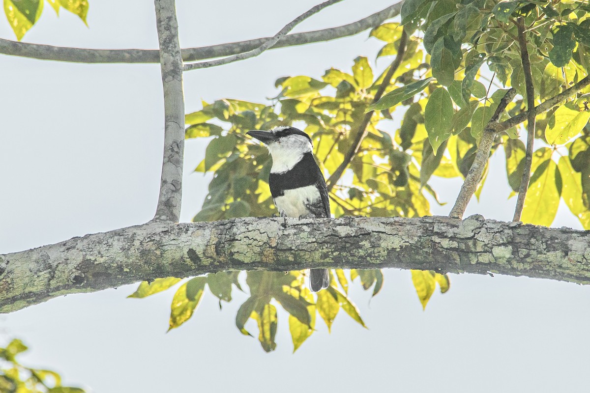 White-necked Puffbird - ML611681118