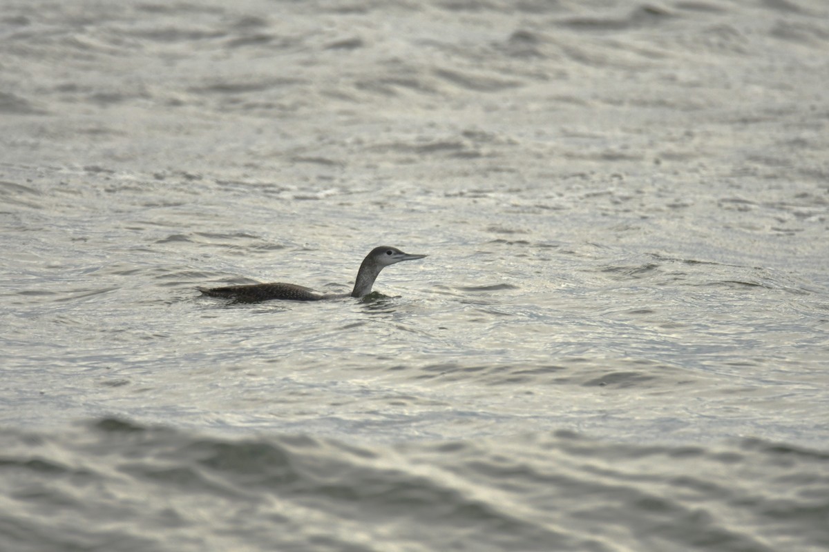 Red-throated Loon - ML611681313