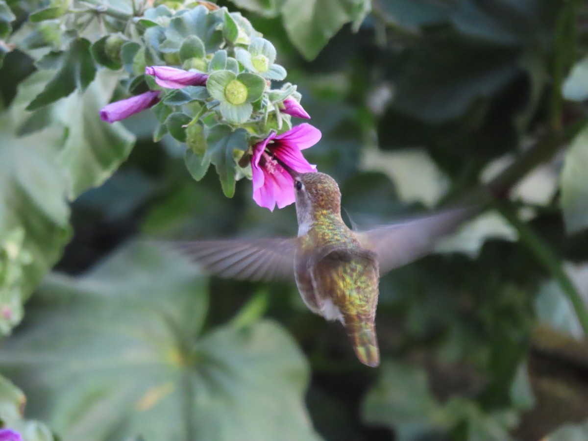 Anna's Hummingbird - ML611681522