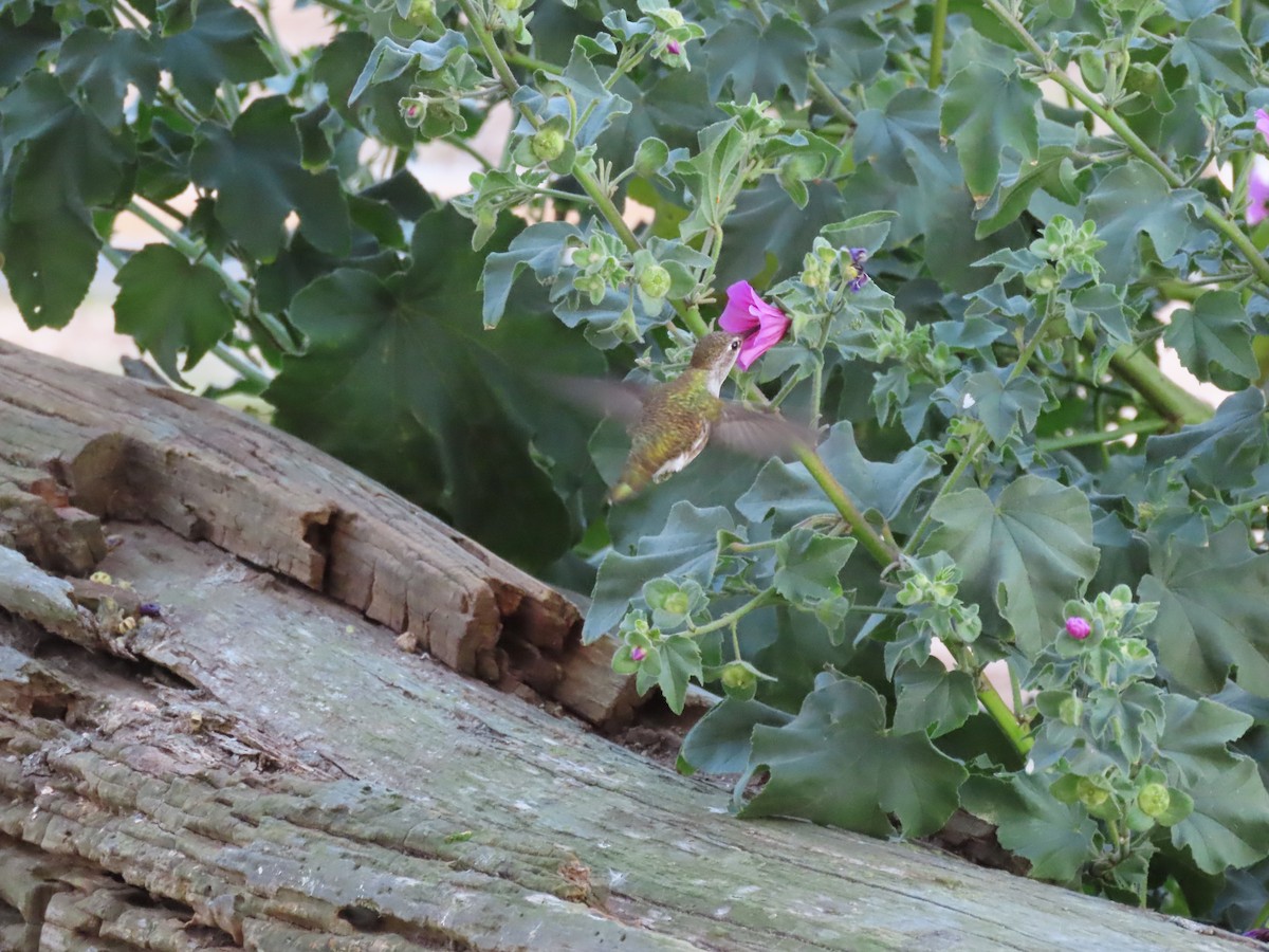 Anna's Hummingbird - ML611681523