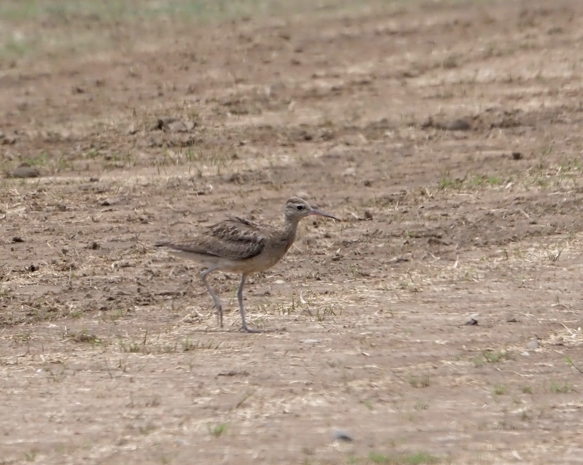 eBird Australia Checklist - 29 Nov 2023 - Greenfield Turf Farm (Cribb ...