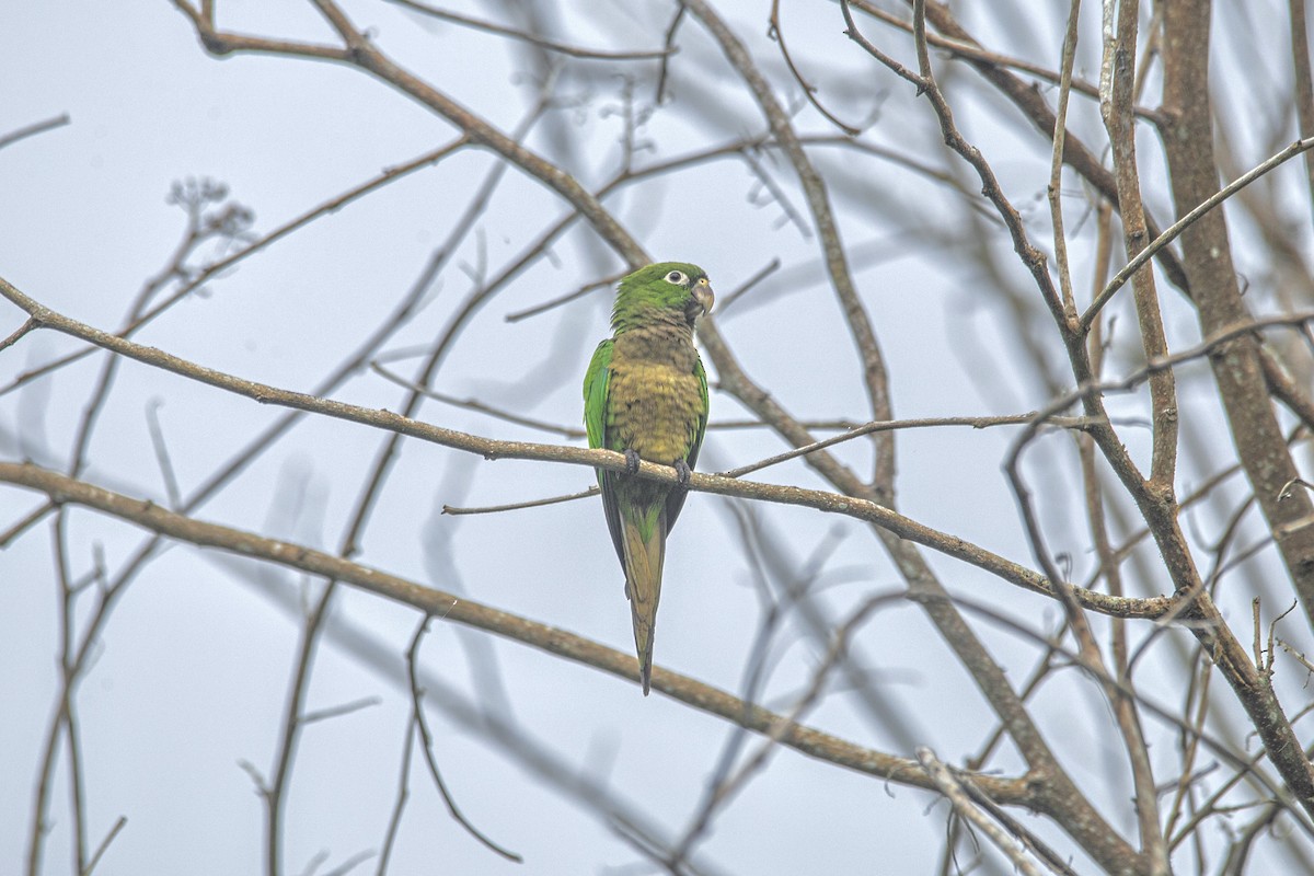 Olive-throated Parakeet - Enrique Mejía