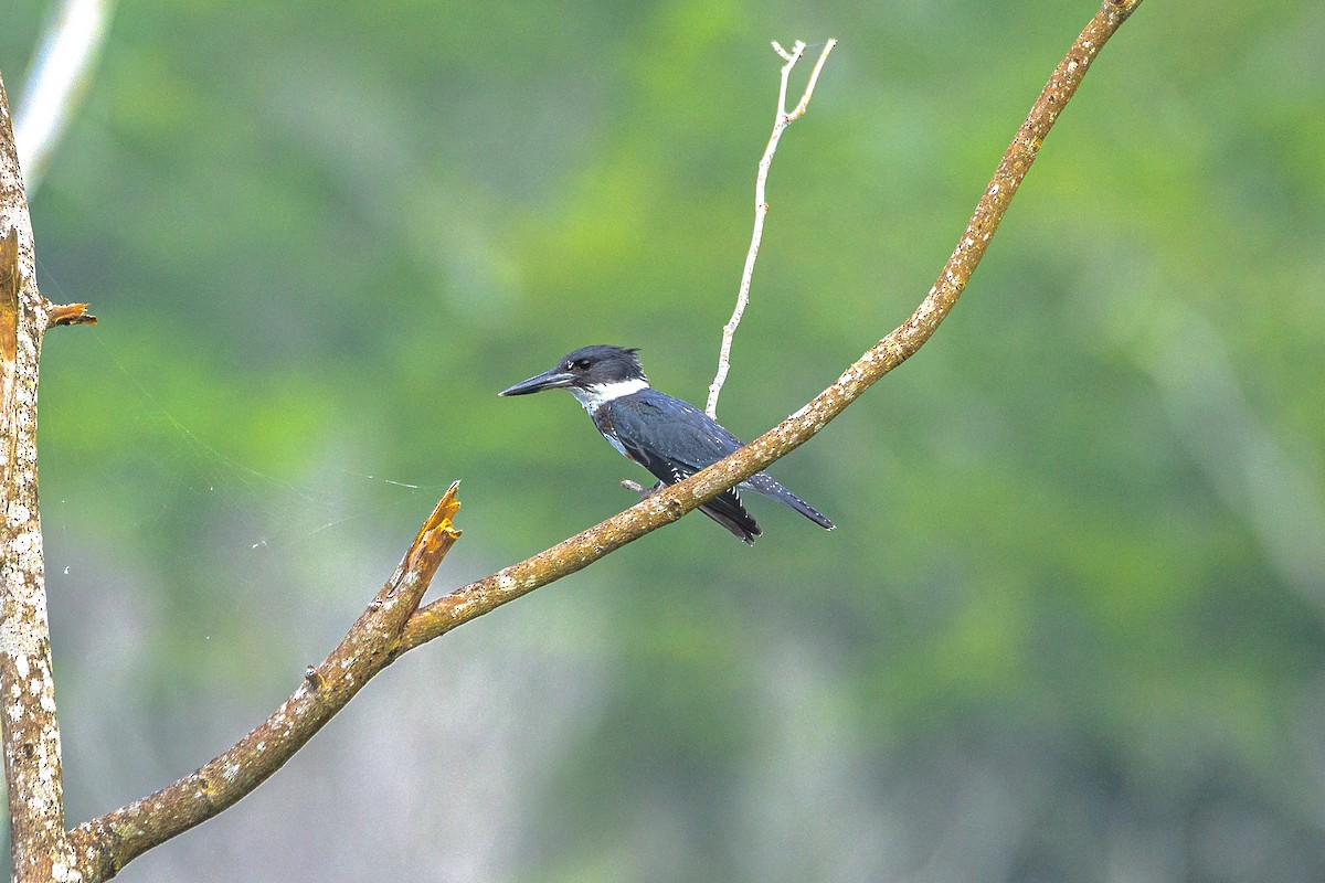 Belted Kingfisher - ML611681756