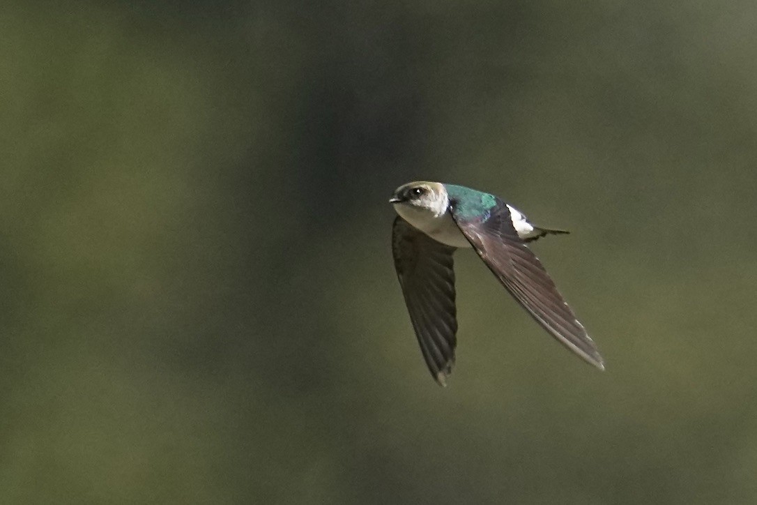 Violet-green Swallow - ML611681838