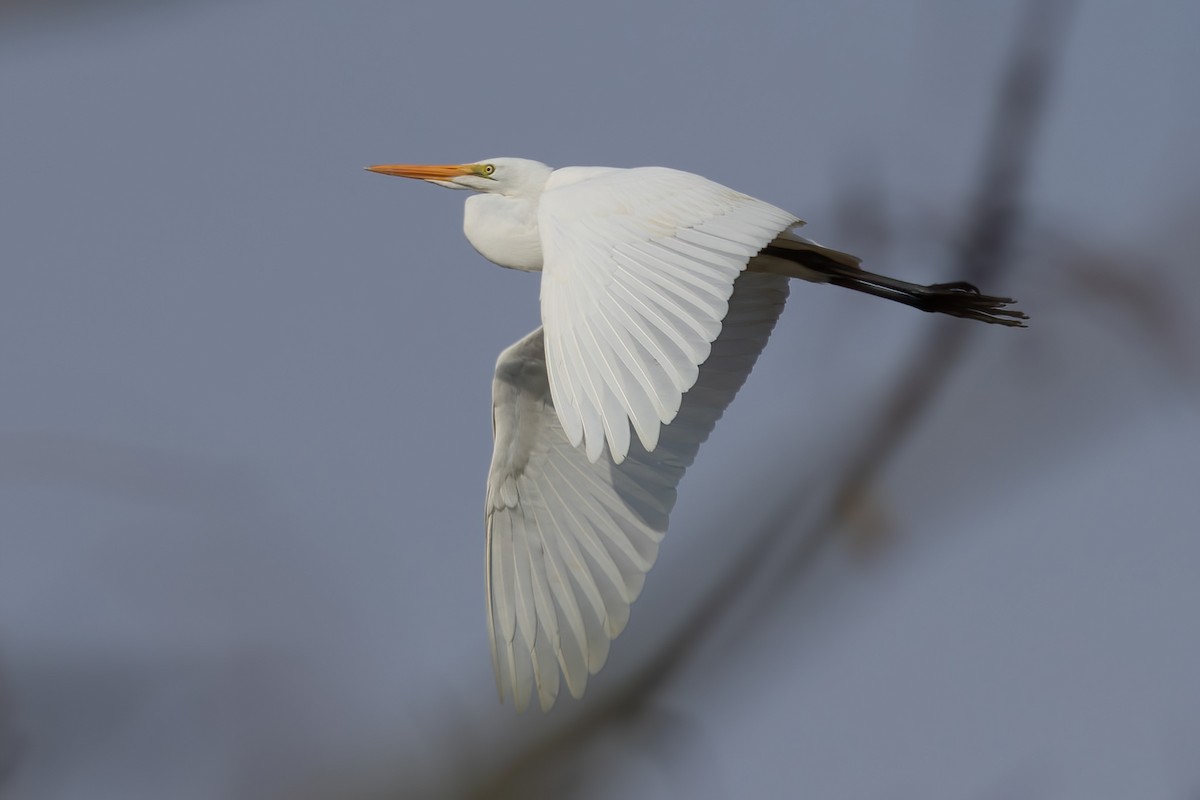 eBird Checklist 28 Nov 2023 West D Greenway & Alton Baker Eastgate