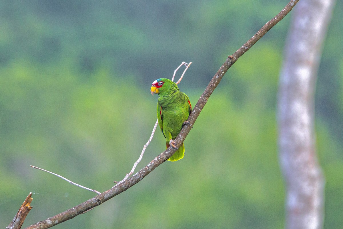White-fronted Parrot - ML611682195