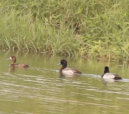 Greater Scaup - ML611682201