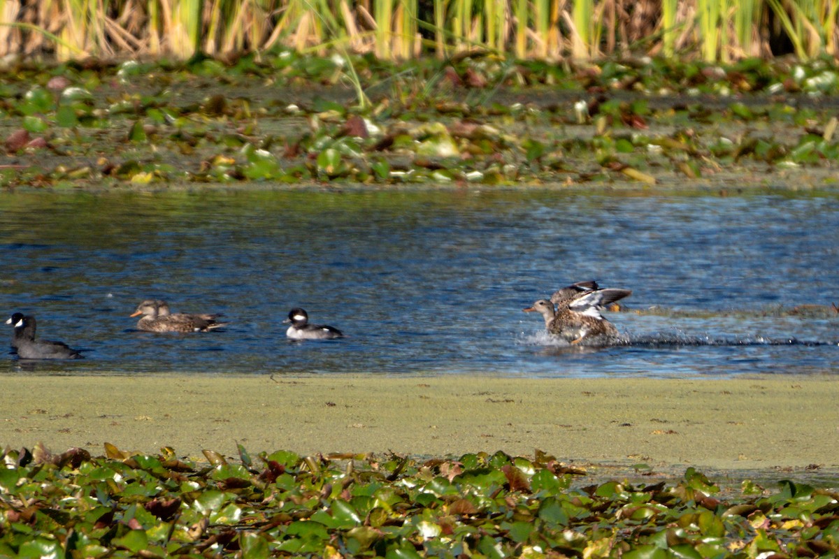 EBird Checklist 28 Nov 2023 St Marks NWR Headquarters Pond 19