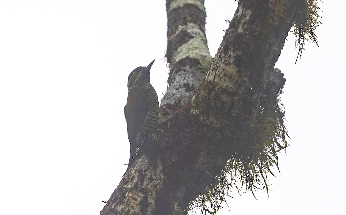 Bar-bellied Woodpecker - ML611682529