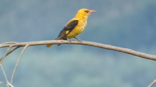 Indian Golden Oriole - ML611682546