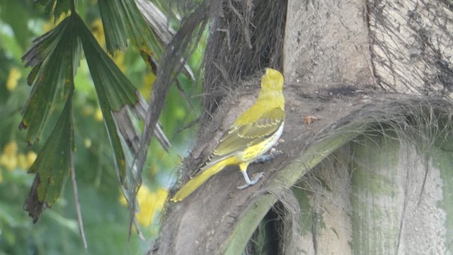 Indian Golden Oriole - ML611682552