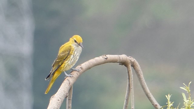 Indian Golden Oriole - ML611682562