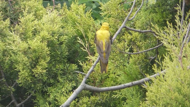 Indian Golden Oriole - ML611682565