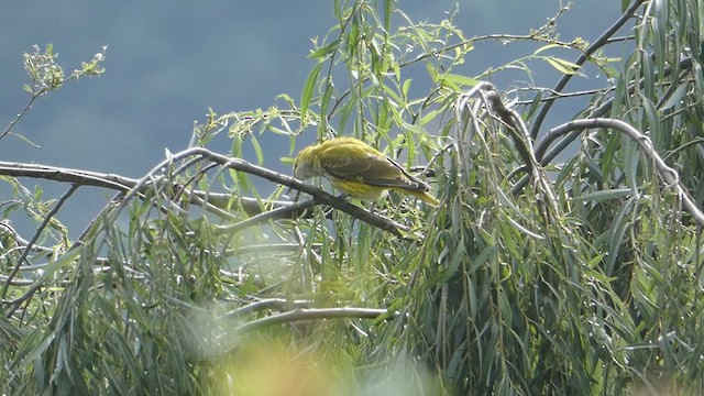 Indian Golden Oriole - ML611682568