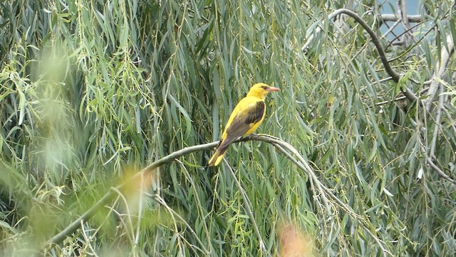 Indian Golden Oriole - ML611682569
