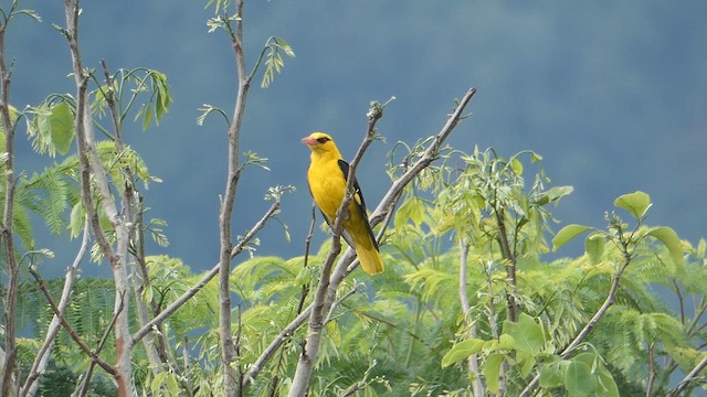 Indian Golden Oriole - ML611682587