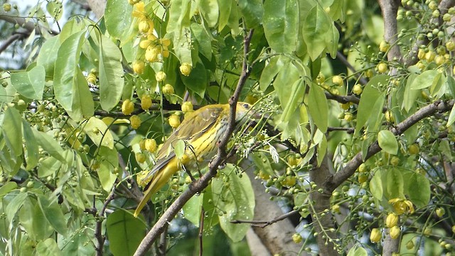 Indian Golden Oriole - ML611682588