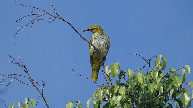Indian Golden Oriole - ML611682589