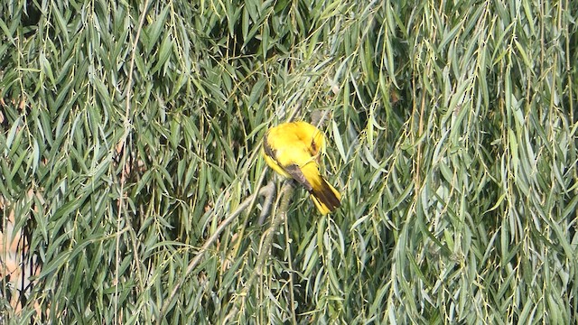 Indian Golden Oriole - ML611682605