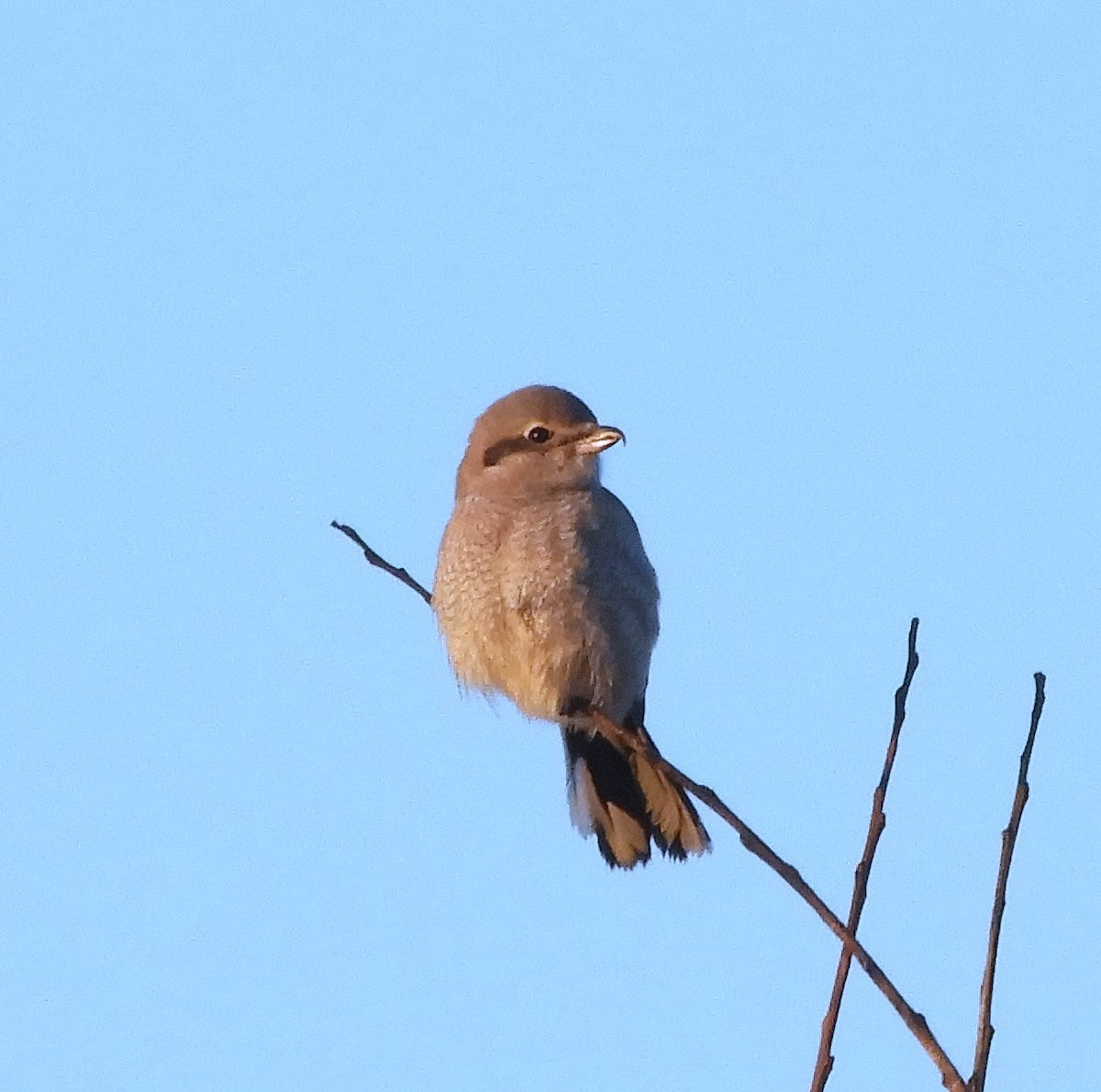 eBird Checklist - 28 Nov 2023 - American Camp - South Beach Trail Loop ...