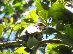 Red-eared Fruit-Dove - ML611682791