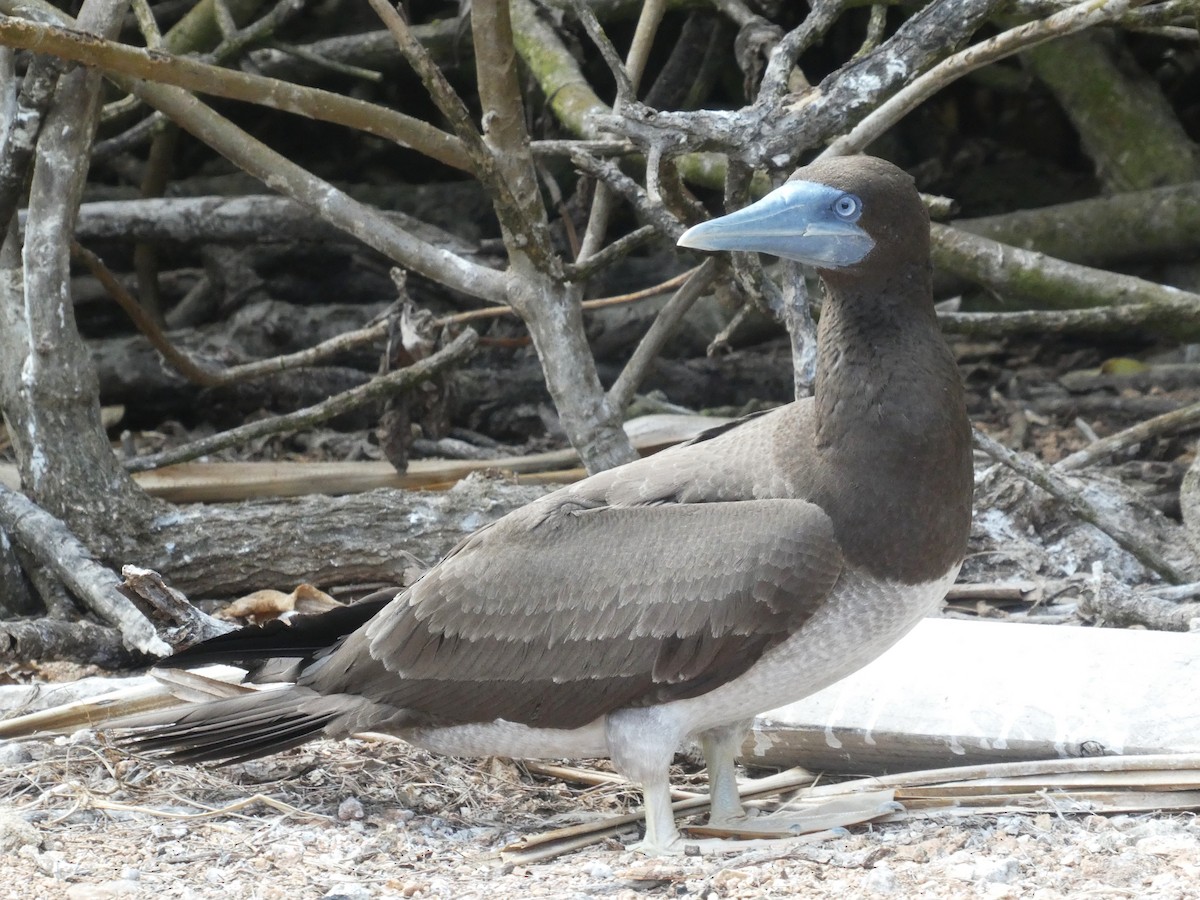 Brown Booby - ML611682856