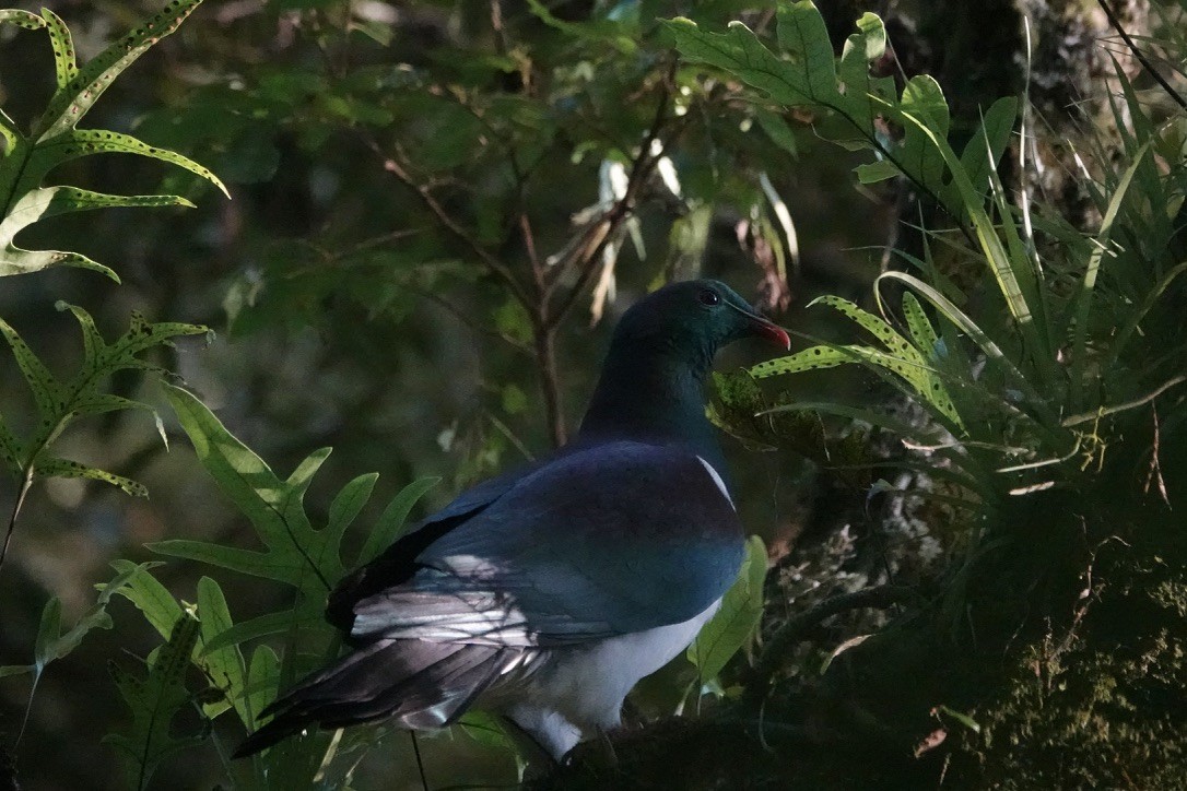 New Zealand Pigeon - ML611682902