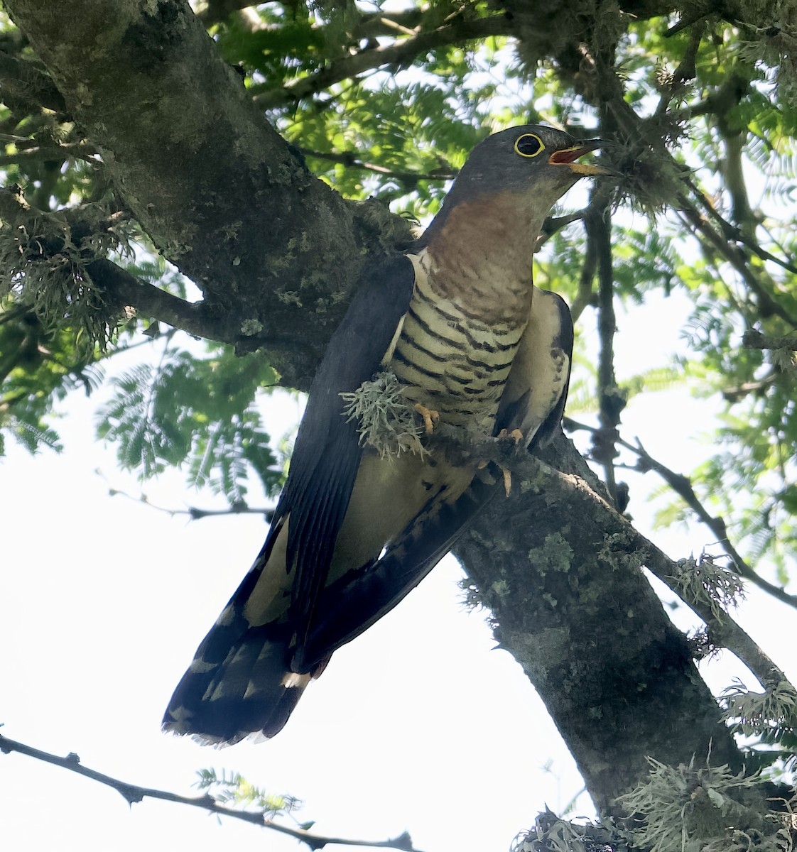 Red-chested Cuckoo - ML611683242