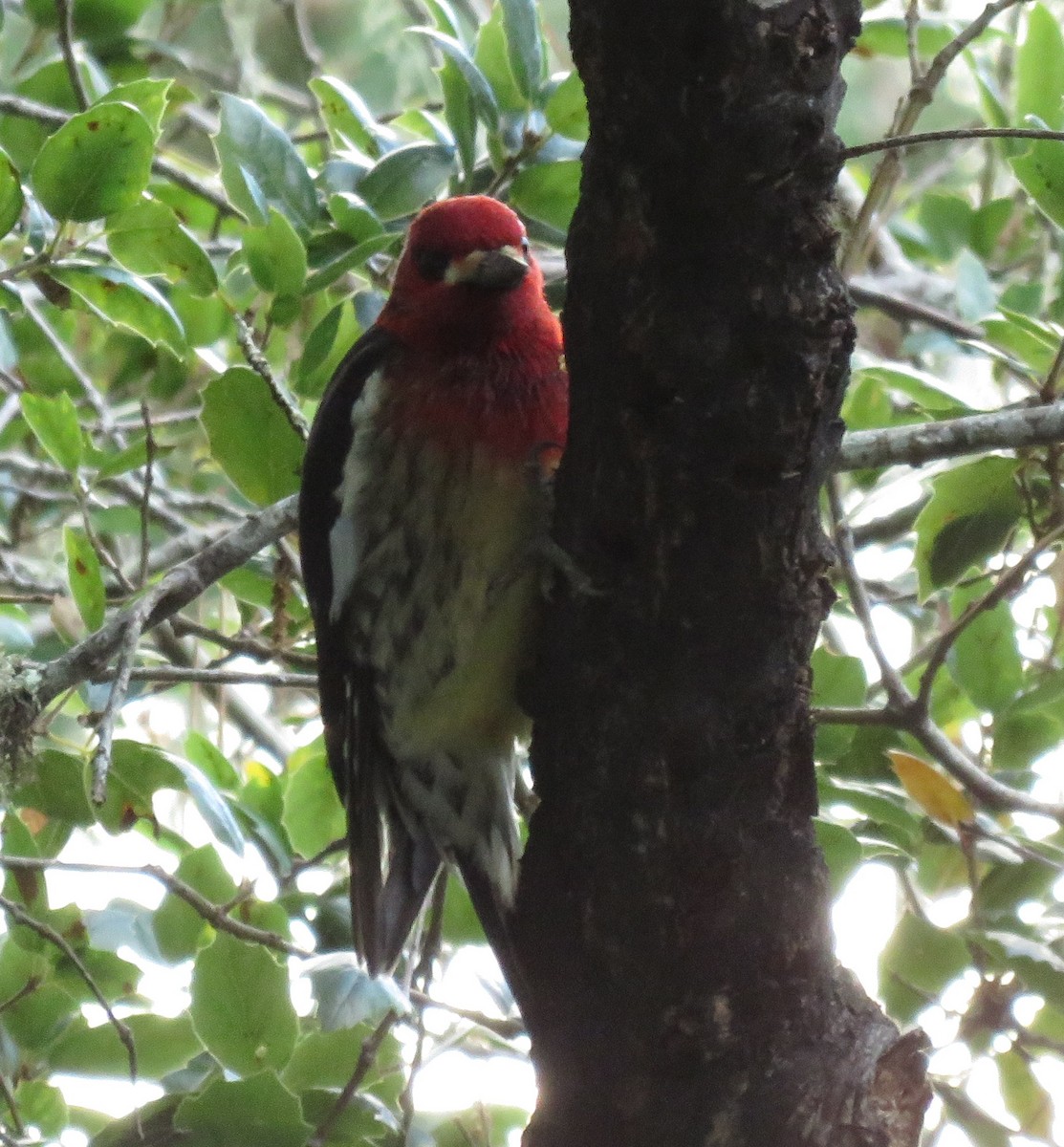 Red-breasted Sapsucker (ruber) - ML611684314