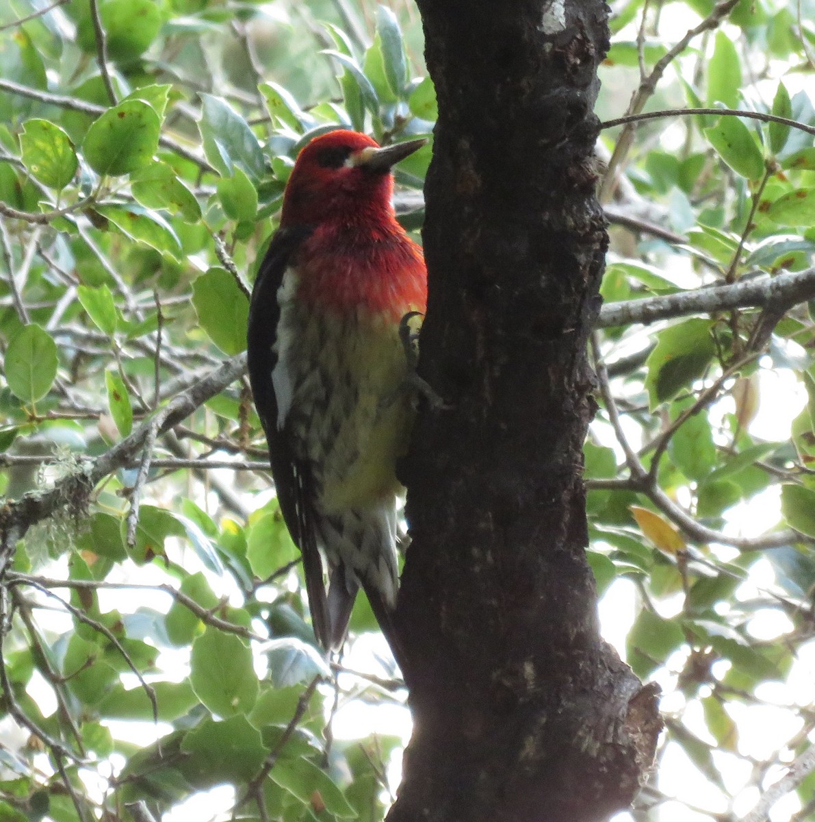 Red-breasted Sapsucker (ruber) - ML611684316